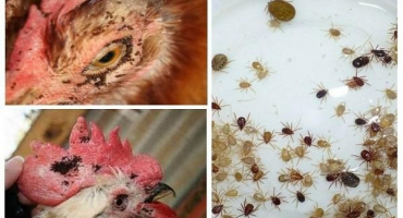 Jak odstranit blechy z kuřat s lidovými léky a přípravky, pravidla zpracování