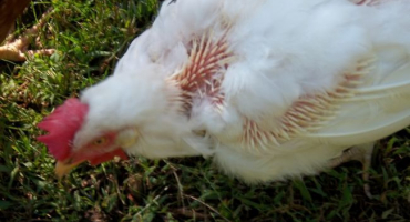 Jak odstranit žrouty peří z kuřat?