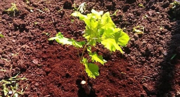 Jaký druh půdy je potřeba pro výsadbu hroznů, výběr toho nejlepšího a jak krmit půdu