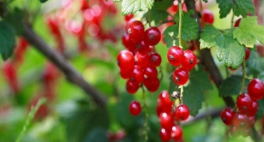 Který rybíz je pro člověka zdravější – červený nebo černý, kde je více vitamínů