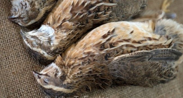 Jaké nemoci mají křepelky??