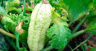 Jaké choroby a škůdci jsou pro cukety nebezpečné?