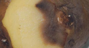 Jaké choroby a škůdci jsou pro tuřín nebezpeční?