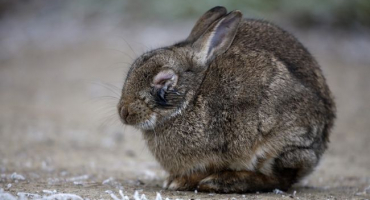 Jaké nemoci se přenášejí z králíků na člověka