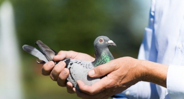 Jaké nemoci mají holubi??