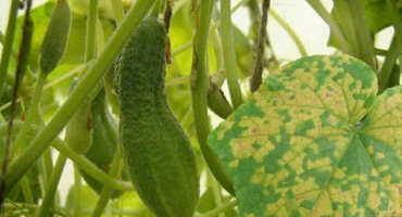 Jaké jsou choroby a škůdci okurek? Kontrolní metody a prevence