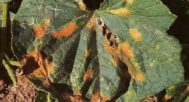 Jaké jsou choroby a škůdci dýně? Kontrolní metody a prevence