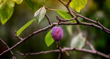 Jaké jsou choroby švestky?