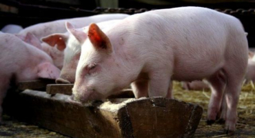 Jaké krmné přísady existují pro růst prasat, pravidla pro výběr a použití