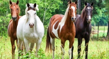 Jaké jsou barvy koní?