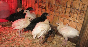 Co jsou to krůtí podestýlky?