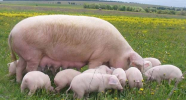 Jaká jsou plemena prasat?