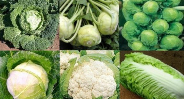 Jaké jsou odrůdy zelí s názvy a popisy