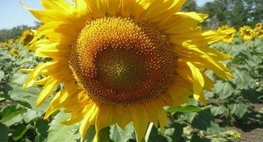Jaké jsou odrůdy slunečnice: jejich podrobný popis a výnos