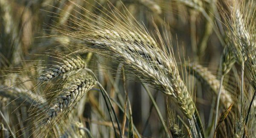 Jaké jsou odrůdy žita?