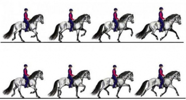 Jaké jsou typy koňských chodů a jejich rozdíly, další doporučení