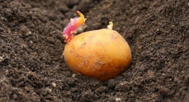 Jaké jsou nejlepší dny pro výsadbu brambor na otevřeném prostranství?