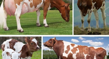 Co znamená neplodnost u krav a její příčiny, je možné dojit