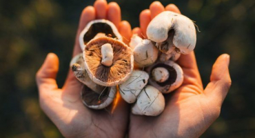 Jaké houby rostou na území krasnojarska