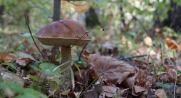 Jaké houby rostou ve středním rusku - popis odrůd