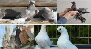 6 Nejlepších plemen poštovních sportovních holubů, dieta a chov ptactva