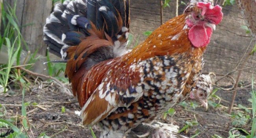 Jaká jsou trpasličí plemena kuřat?