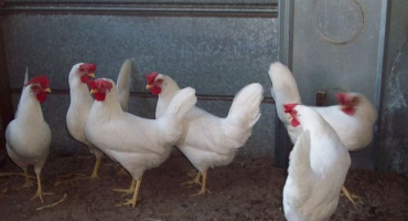 Které kuřata snášejí velká vejce?