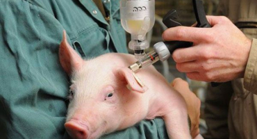 Jaké očkování se provádí selatům po narození?