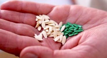 Jaká jsou nejlepší semena okurek - hybridy