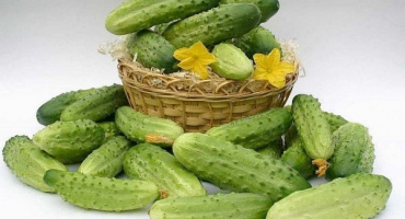 Jaké odrůdy okurek pro otevřenou půdu jsou nejlépe vysazeny na předměstí