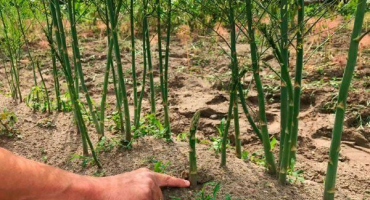 Jaké jsou choroby a škůdci chřestu? Jak chránit rostlinu?