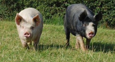 Jaká jsou plemena prasat: popis, vlastnosti, produktivita