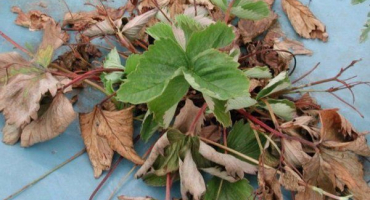 Jaké škůdci a choroby postihují jahody? Jak s nimi zacházet?