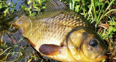 Jaké choroby se vyskytují u kapra rybničního?