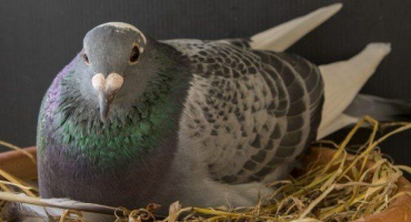 Co jsou to holubí hnízda a jak je vyrobit?