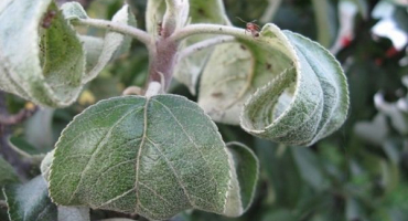 Jaké chemické a lidové prostředky postřikovat jabloň, abyste se zbavili mravenců