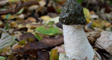 Jaké vlastnosti má houba veselka?