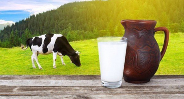 Co je mléko: odrůdy a jejich vlastnosti