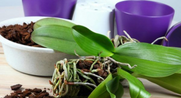 Jaká půda je vhodná pro orchideje