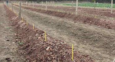 Jaké složení půdy je potřeba pro zahradní borůvky a jak si to vyrobit sami