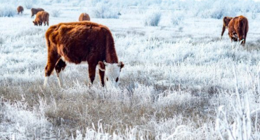 Kalmycké plemeno krav