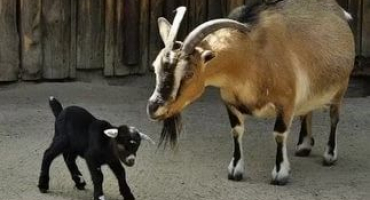 Kamerunské zakrslé kozy