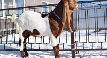 Kamori - popis a charakteristika plemene pákistánských koz