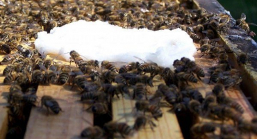 Cukroví pro včely - co to je a jak je připravit