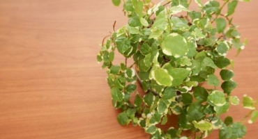 Trpasličí fikus - pravidla pěstování