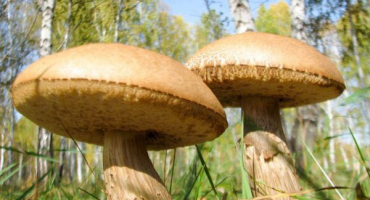 Mapa houbových míst regionu jaroslavl pro rok 2022