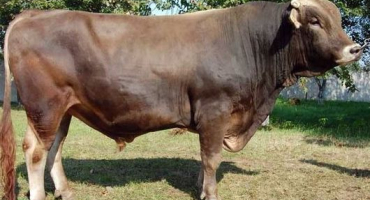 Kavkazské hnědé dojné masné plemeno krav
