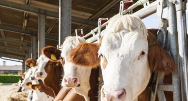 Kazašské plemeno krav s bílou hlavou