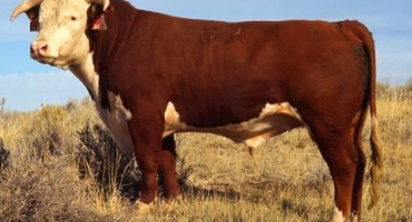 Kazašské plemeno skotu s bílou hlavou