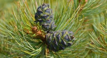 Zakrslý cedr – léčivá rostlina